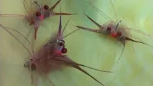 Video thumb for The Kung Fu Crab