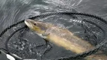 Video thumb for Fly fishing with Soft Hackle spiders