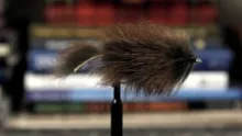 Video thumb for Pine Squirrel Streamer