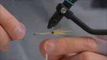 Video thumb for Mantis Shrimp