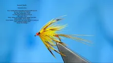 Video thumb for Sunburst Mayfly