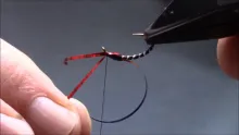 Video thumb for Red Cheeked Buzzer