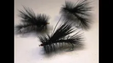 Video thumb for Black Stimulator - Adult Stonefly
