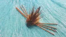 Video thumb for Turneffe Crab