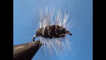 Video thumb for Irresistible Griffith's Gnat 