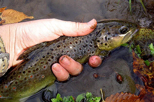 Last of the year? - This could be my last trout of the year. Who knows, right? I wonder if all the trout in this system are as skinny as this fellow this year. Lord knows they've had to suffer scouring floods and boiling water temps at various points. Definitely not a great year to be a trout.