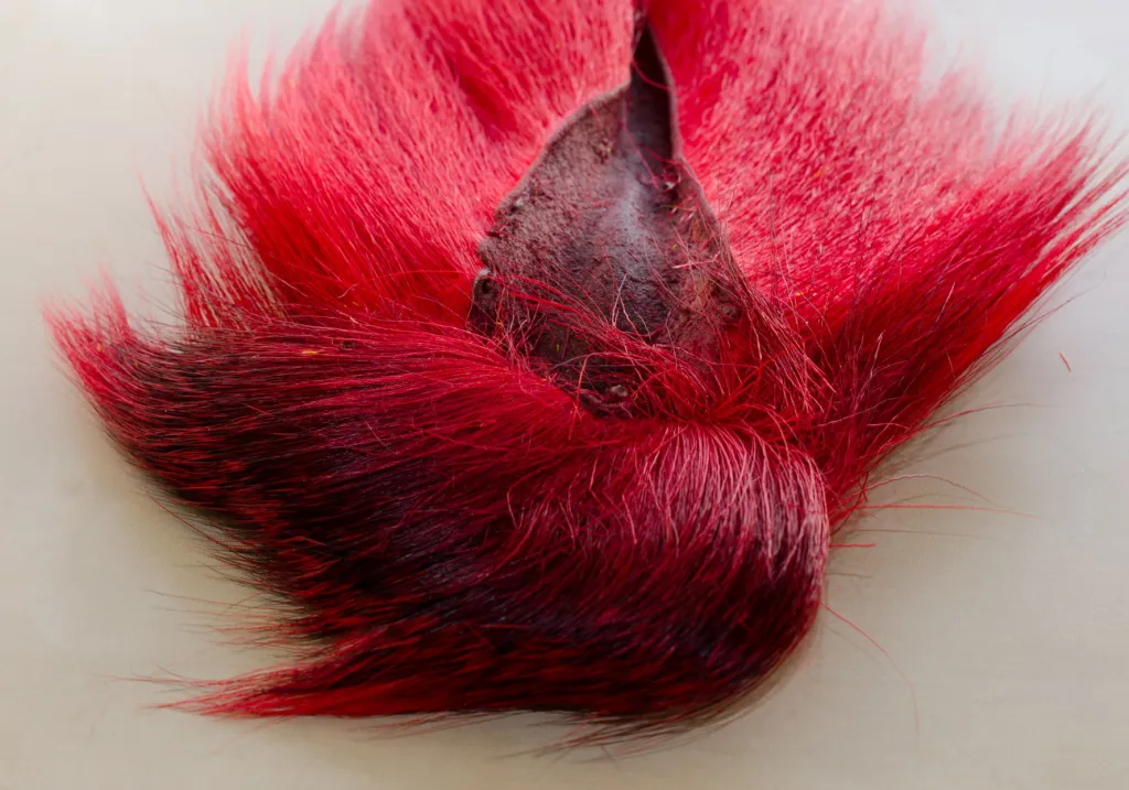 Messy bucktail - Notice how the skin on this tail has curled, and wasn\'t stretched before drying. The hairs are curled and messy, and selecting and cutting good hair is really only possible in the center and the top edges while the base is totally messed up. This tail was bought through mail order. I would never have bought it in a store.
